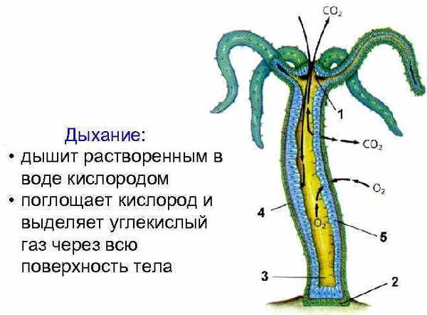 Кракен сайт маркет